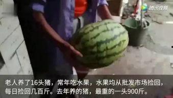 老年吃瓜群众视频,揭秘网络热点的趣味视角