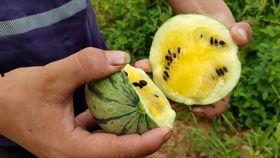 吃瓜横屏搞笑视频下载安装,搞笑视频下载安装攻略