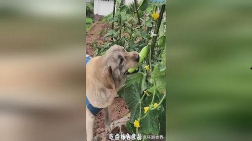 吃瓜吃的小狗视频下载,揭秘小狗吃瓜视频下载攻略