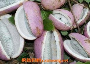 吃八月瓜抖音视频怎么拍,揭秘八月瓜的独特美味与拍摄技巧