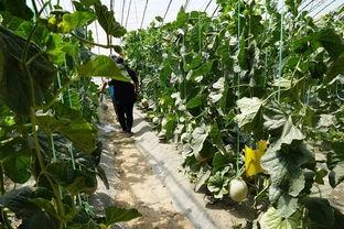 吃生态瓜的视频,视频揭秘绿色健康生活新风尚