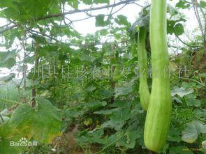 砍瓜怎么吃最有效果呢视频,视频揭秘最佳食用方法