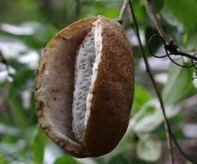 小朋友吃八月瓜好吗视频,小朋友的甜蜜探险