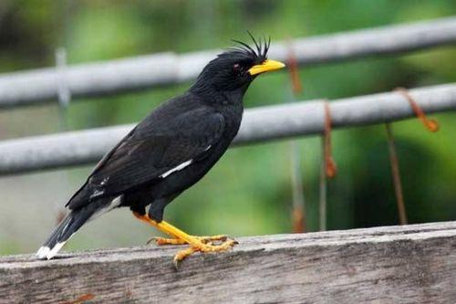 八哥吃瓜现场视频大全,趣味瞬间大盘点